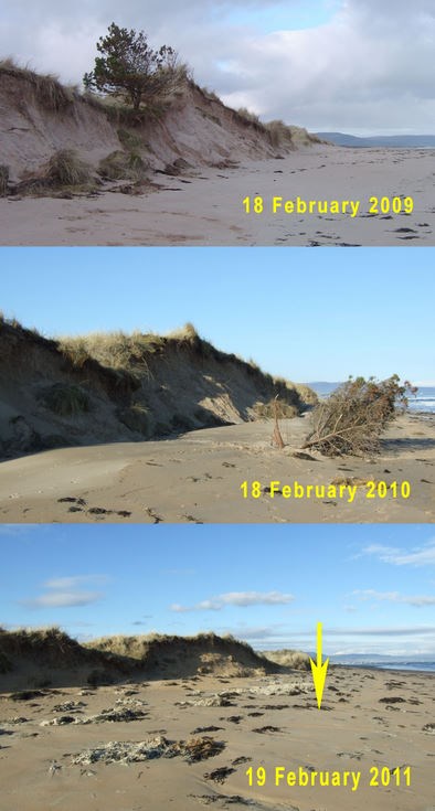 Dornoch links dune erosion Feb 2011
