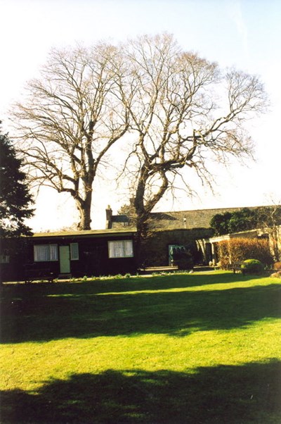 Oldest tree in Dornoch prior to removal 2003