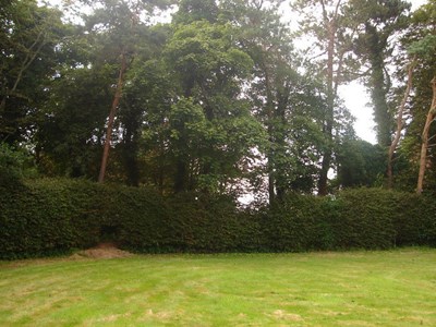 Burghfield House Hotel  garden boundary trees