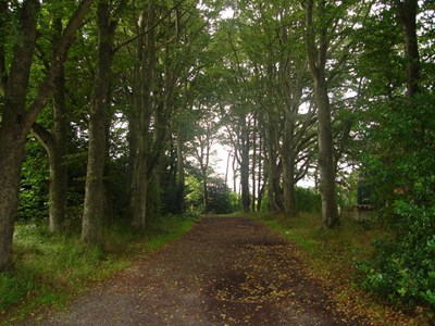 Burghfield House Hotel tree lined drive