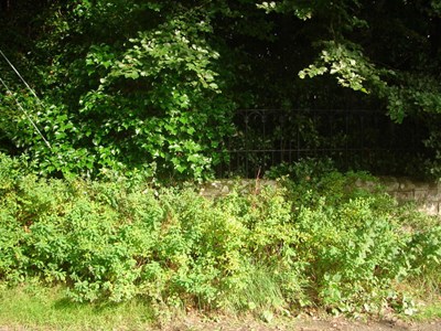 Burghfield House Hotel overgrown area adjacent to boundary wall