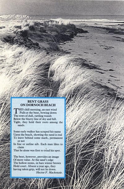 Poem - Bent Grass on Dornoch Beach