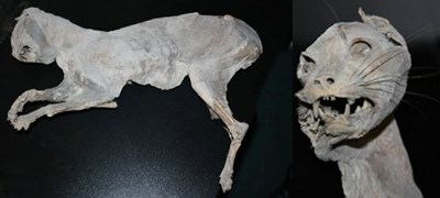 Mummified cat found in Dornoch Free Church