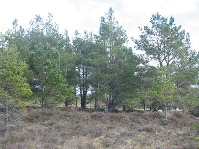 Site of a hut circle behind Ospisdale -image 2