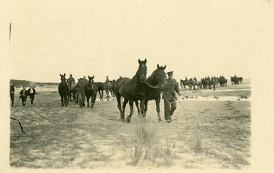 Horses being exercised on beach
