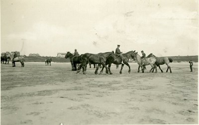 Horses being exercised on Dornoch beach.