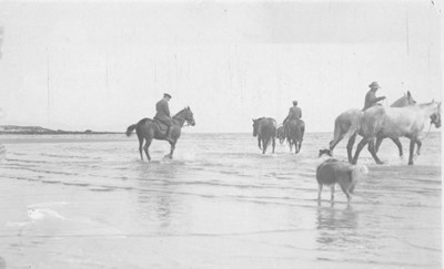 C.F.C. horses exercising on Dornoch Beach