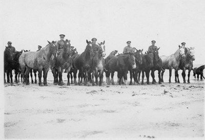 C.F.C. horses on Dornoch Beach