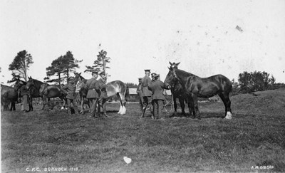 C.F.C. horses on grass
