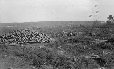 Stacks of logs in a large area of cleared forest.