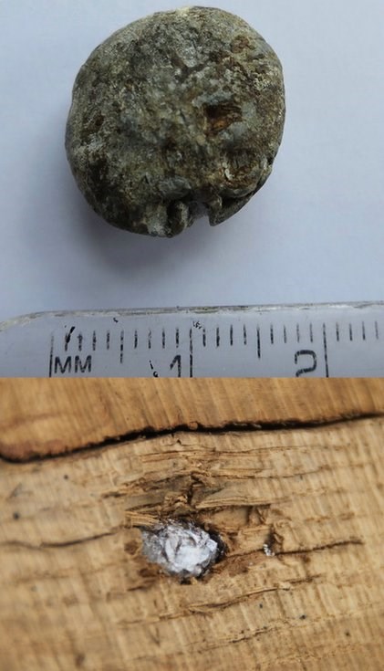 Musket ball embedded in an oak tree