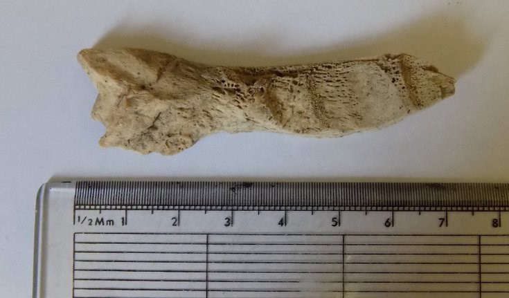 Fragment of bone found at Littleferry