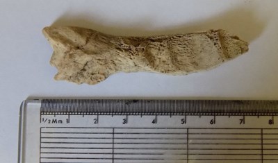 Fragment of bone found at Littleferry