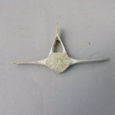 Dolphin vertebrae