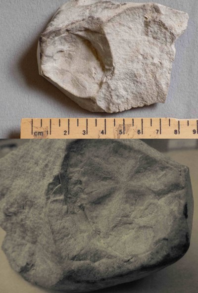 Possible hand working tool with fossil