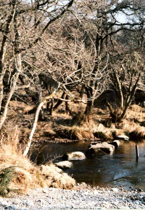 Cyderhall Viking stepping stones