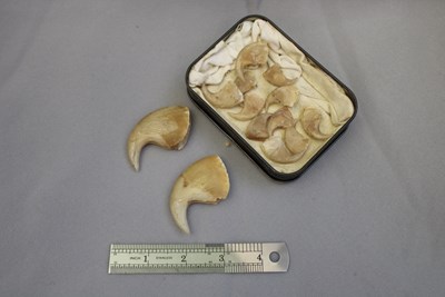 Big cat claws