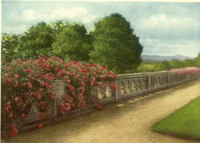 Roses on terrace at Skibo photograph by Louise Carnegie