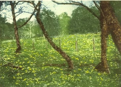 More Fairy Glen primroses photograph  by Louise Carnegie