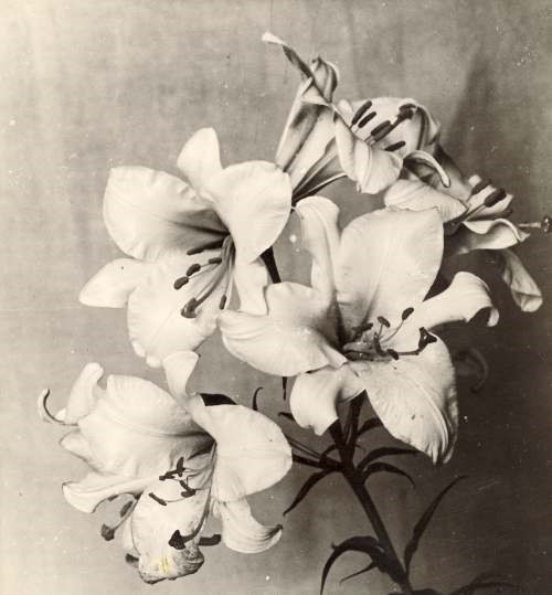 Lilies