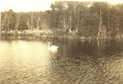 Swan, in a lake ~ Skibo ?