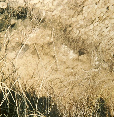 Mesolithic Midden, near Meikle Ferry