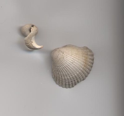 Shells found Dornoch Business Park 2006