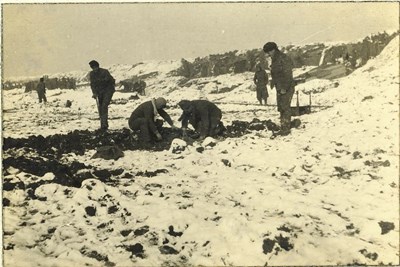 The troops digging potatoes