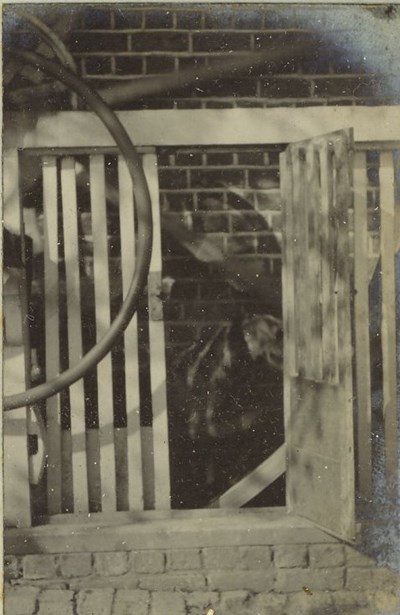 Dog behind barred enclosure (2)