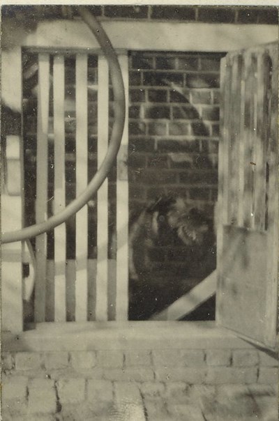 Dog behind barred enclosure (3)