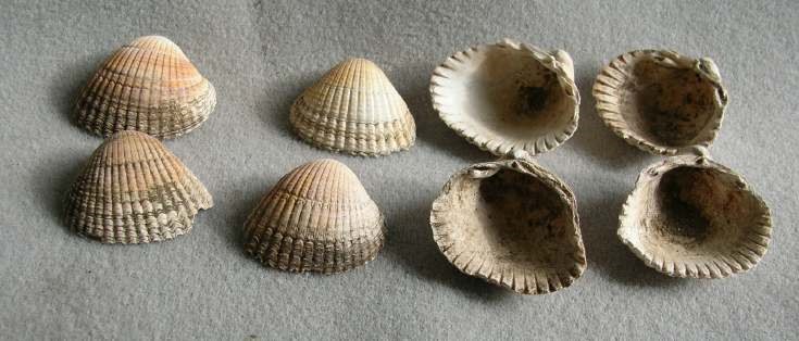 Cockle shells from Cyderhall souterrain