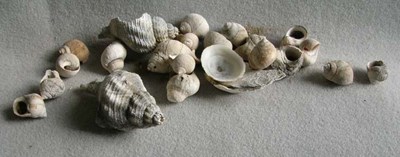 Shells from Cuthill Links