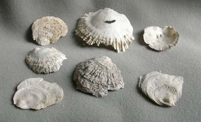 Shells from Cuthill Links