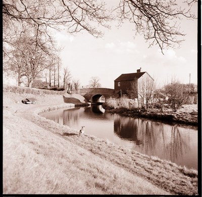 Third view of the canal at Whittington  with a dog  at centre