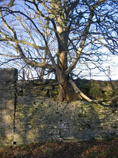 Tree growing from foundation of Evelix Bridge