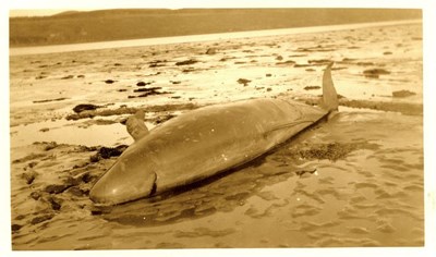 Dornoch Firth stranded whale 1927