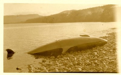 Stranded Dornoch Firth 'false killer whale' 1927