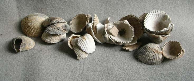 Shells from Cuthill Links