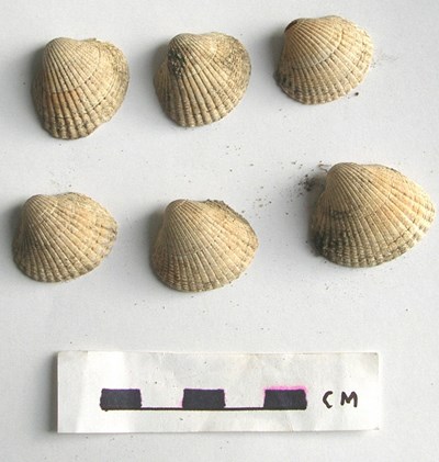 Shells from Davochfin