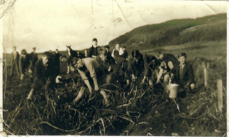 Boys from Sutherland Technical School picking 'tatties'